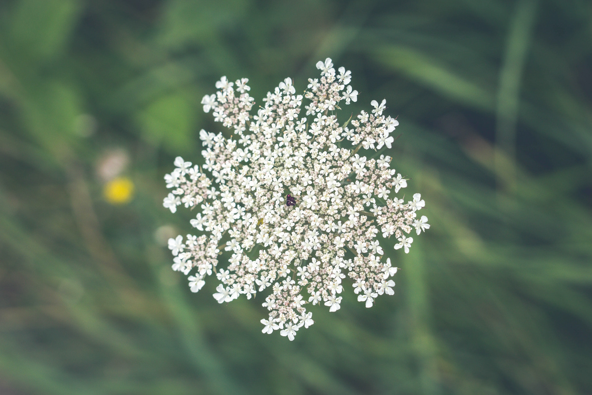 wild plants for foraging