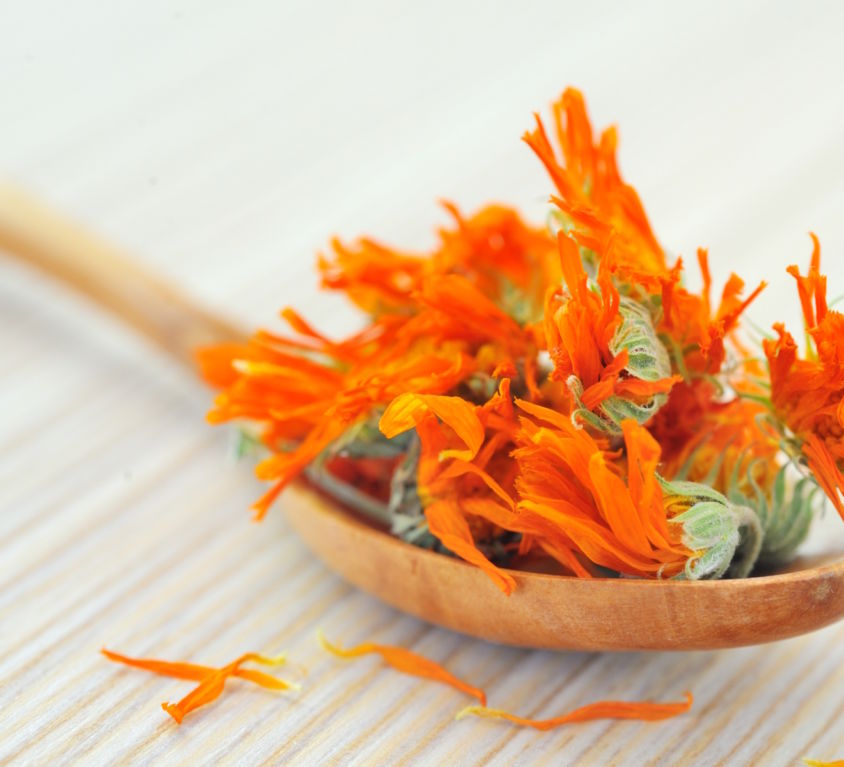 Calendula Salve Recipe