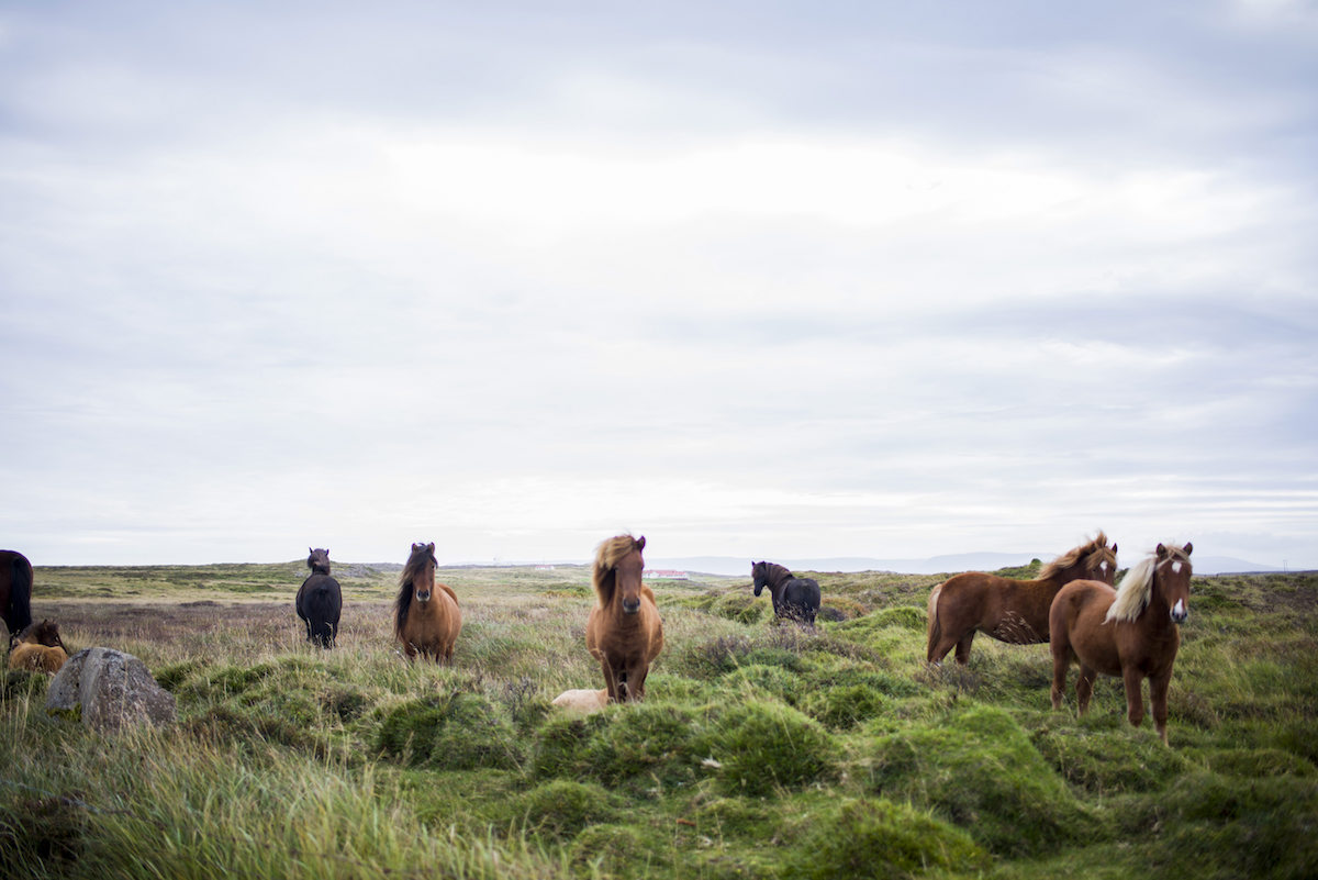 Tumeric Uses for Horses