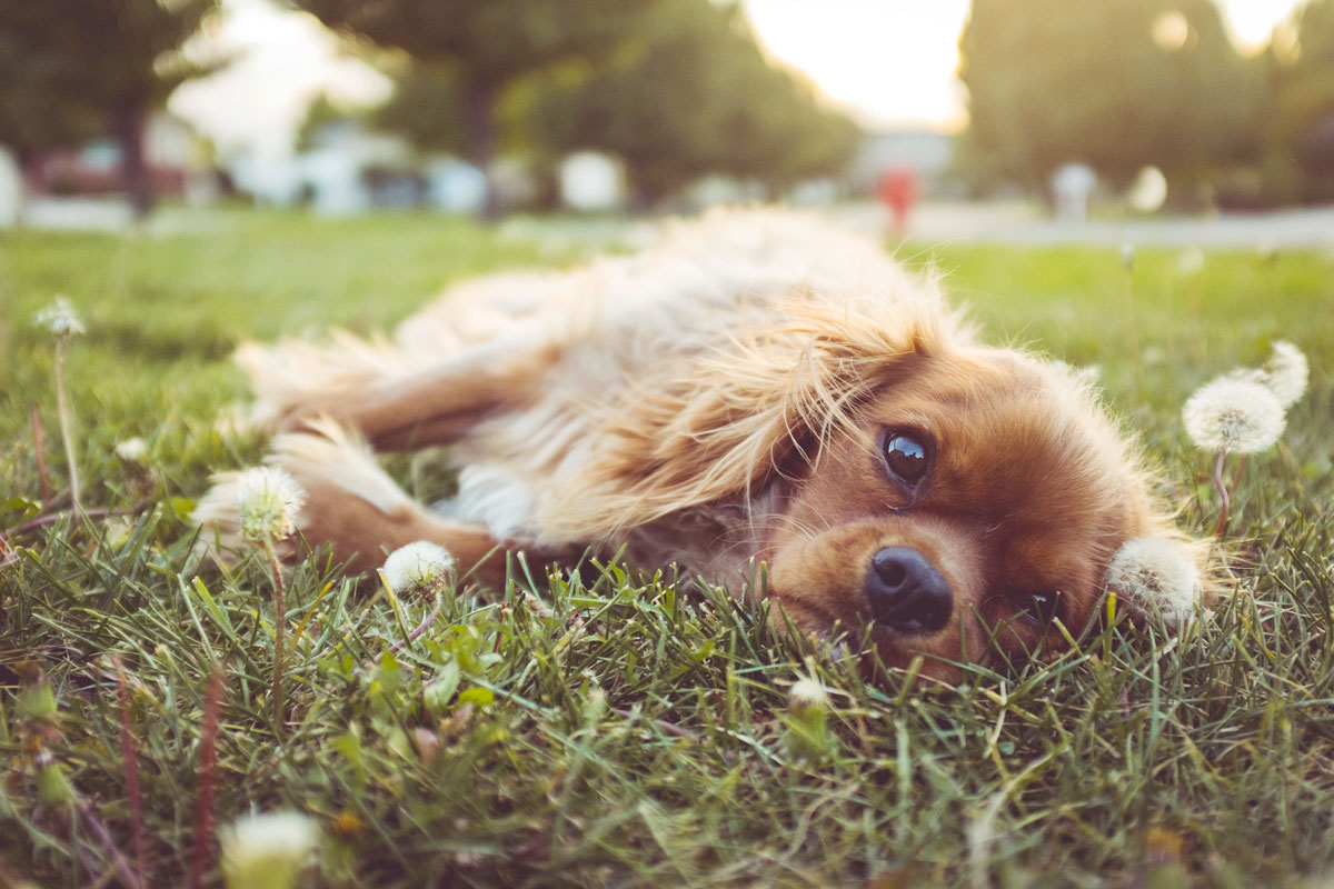 dandelion-and-dog-by-andrew-branch