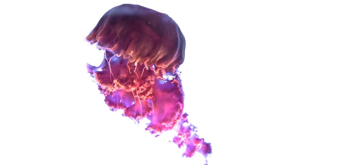 Jellyfish as a Spirit Animal