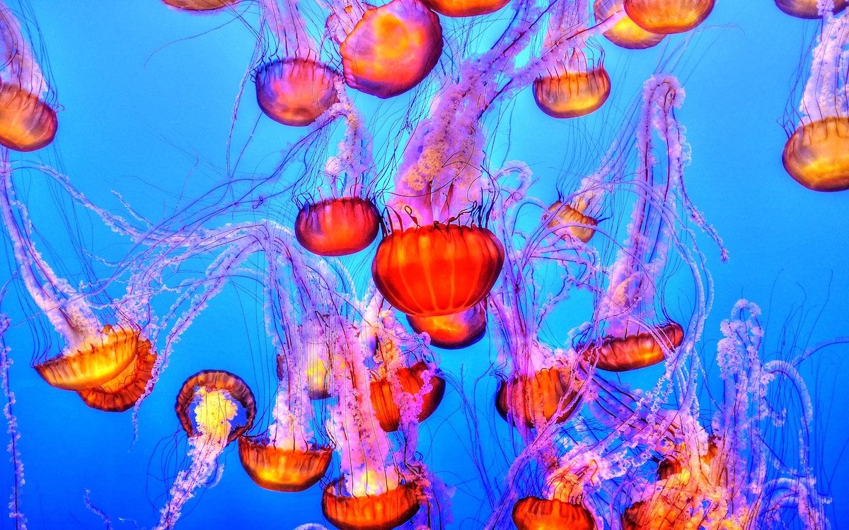 Jellyfish by Francis Taylor