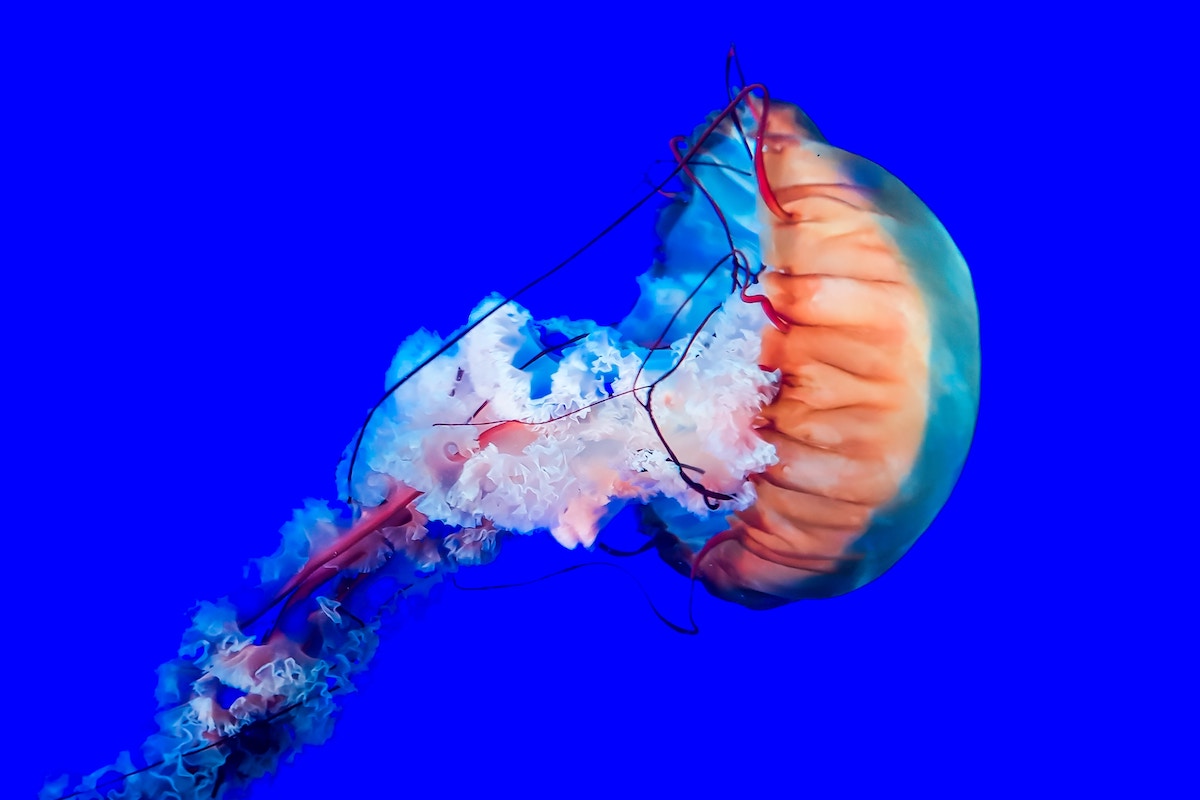 Jellyfish by Sinan Helfenstein