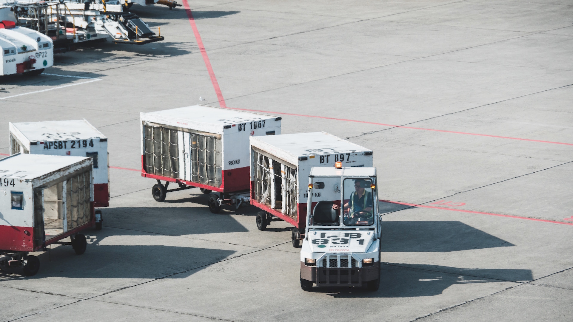 airport cargo relocating with animals