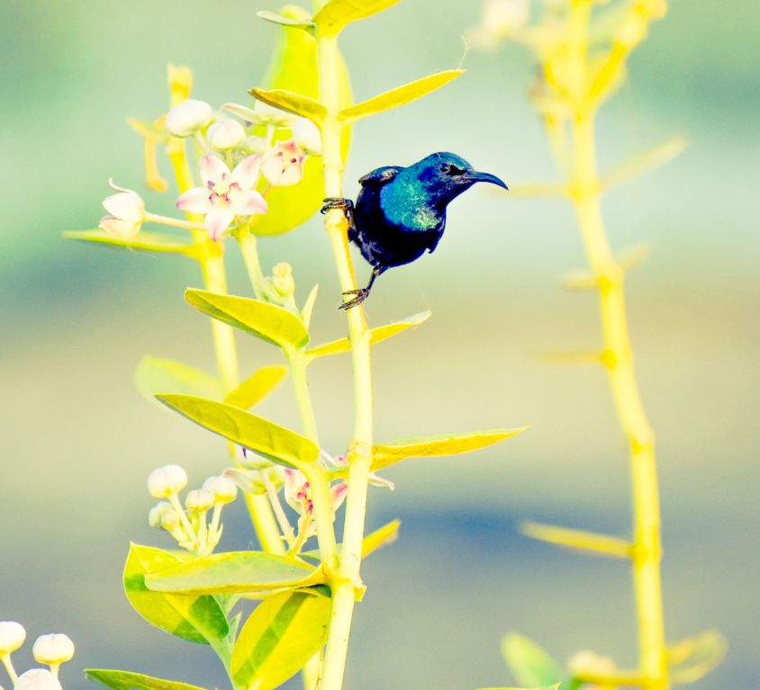 Hummingbird Wisdom