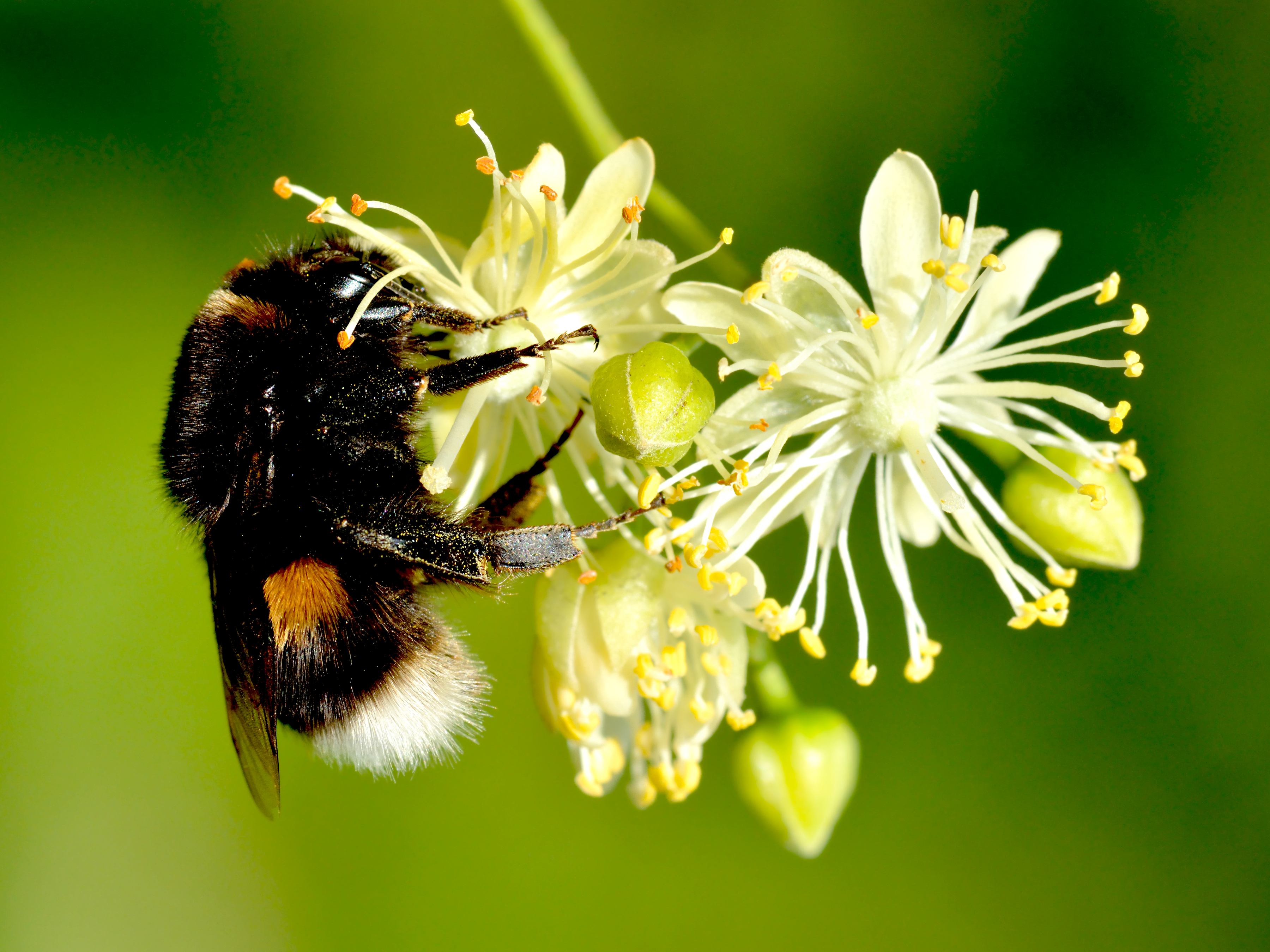 Bombus_terrestris_queen_-_Tilia_cordata_-_Keila photo by Ivar Leidus