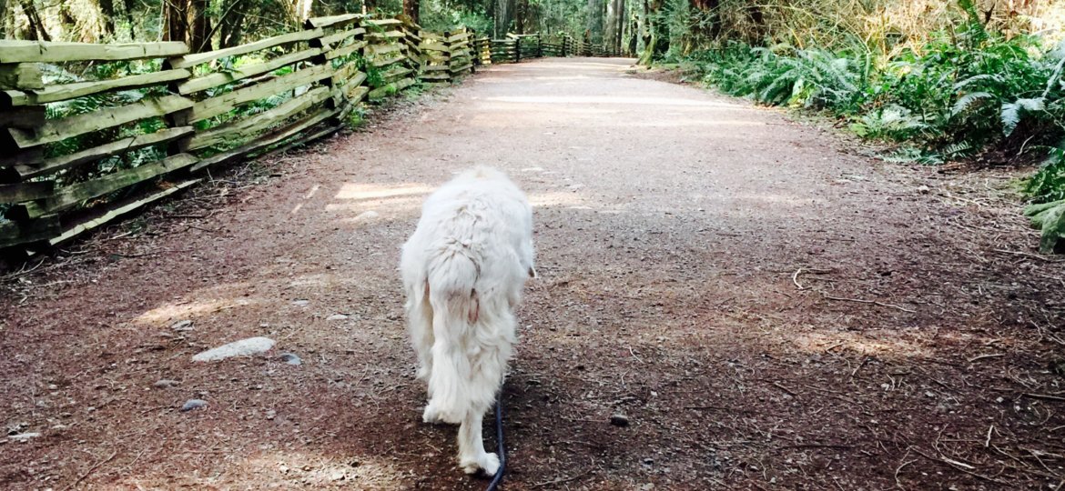 Abby at UBC Trails March 2018