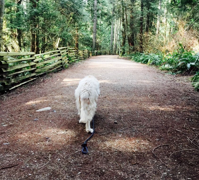 Abby at UBC Trails March 2018